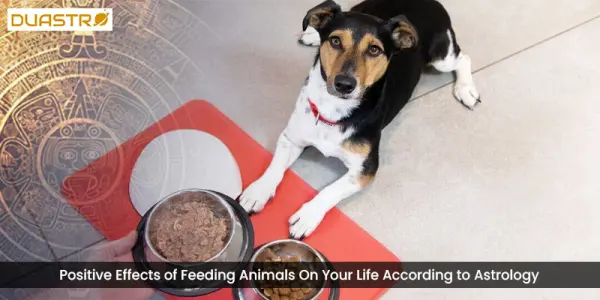 Positive Effects of Feeding Animals On Your Life According to Astrology