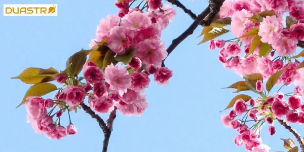 Astrology and the Energies of the Spring Equinox Embracing New Beginnings and Growth