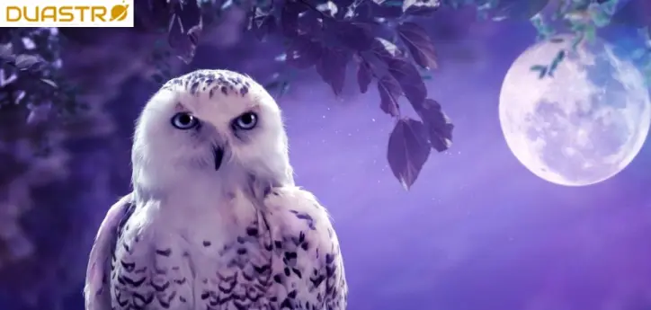 Animal Spirit Guides Symbolism in Astrology
