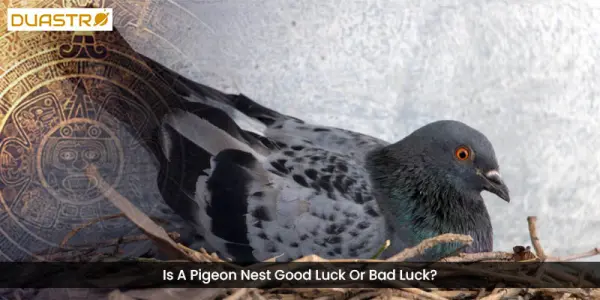 Is A Pigeon Nest Good Luck Or Bad Luck?