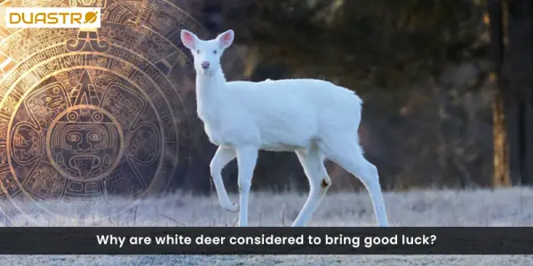 Why are white deer considered to bring good luck?