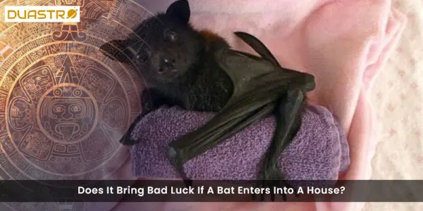 Does It Bring Bad Luck If A Bat Enters Into A House?