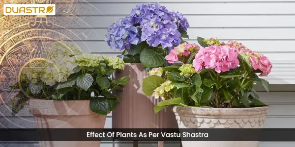 Effect Of Plants As Per Vastu Shastra