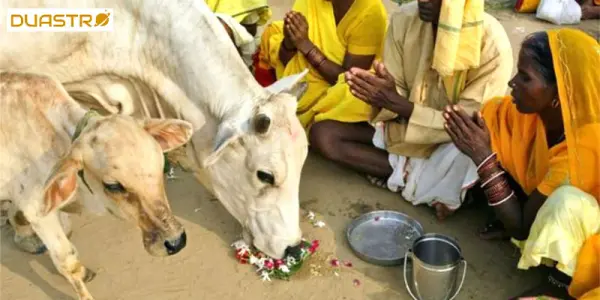 Govatsa Dwadashi: Traditions and Guidelines