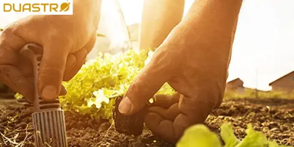 Planting with Planetary Hours