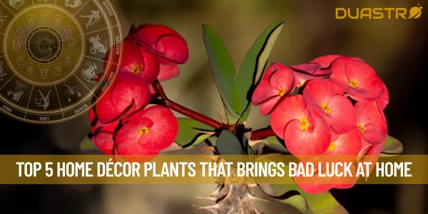 Top 5 Home Decor Plants That Brings Bad Luck At Home