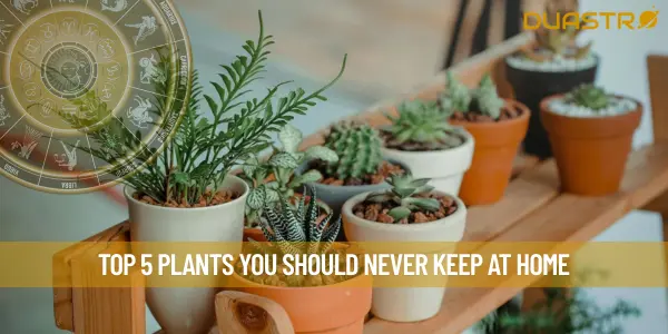 Top 5 Plants You Should Never Keep At Home