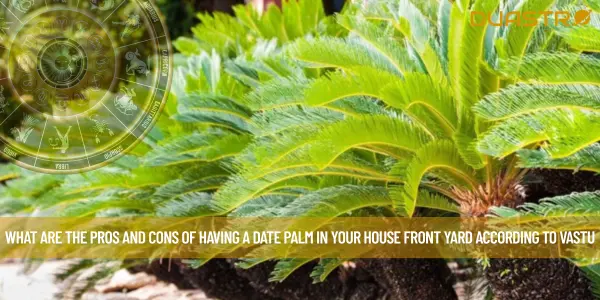 What Are The Pros And Cons Of Having A Date Palm In Your House Front Yard According To Vastu