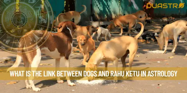 What is the link between Dogs and Rahu Ketu in Astrology