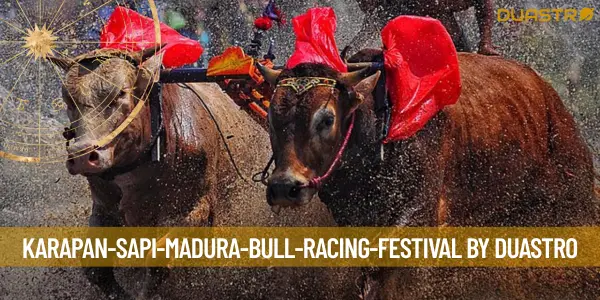 Thrilling Bull Racing Festival in Madura: Karapan Sapi