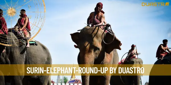 Experience the Magic of Surin Elephant Round-Up