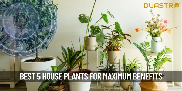 Top 5 House Plants To Keep In Home For Maximum Benefits