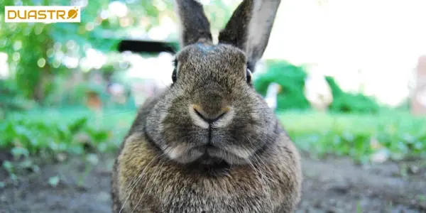 Rabbits Foot: Superstitions and Symbolism