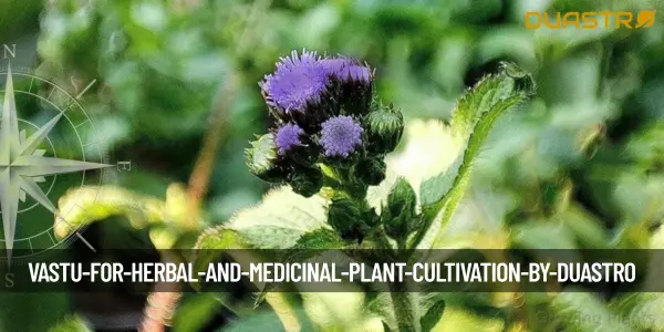 Vastu for Herbal and Medicinal Plant Cultivation
